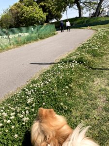 柴犬ちゃんと平常心ですれ違い